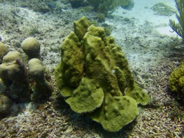 Star Coral IMG 7870